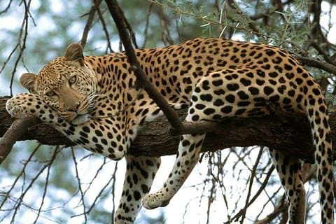 Restauranter i nærheten av Tarangire, Serengeti & Ngorongoro