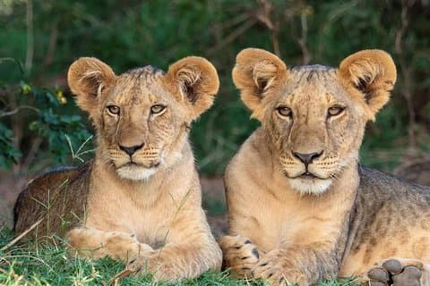 7-dages privat midrange Big Five-safari til Tanzania Park