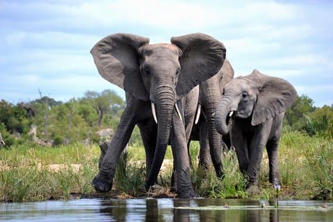 4 Nächte Kruger Safari und Blyde Canyon