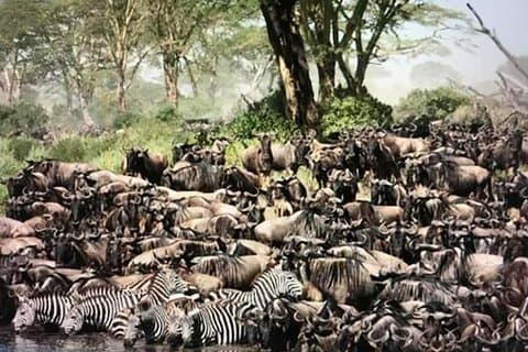 Manyara, ngorongoro, olduvai, Serengeti 4 jours