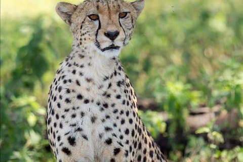 6 Days Big Five Tanzania Wildlife Safari