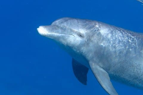 Experience the Dolphin House With Breakfast