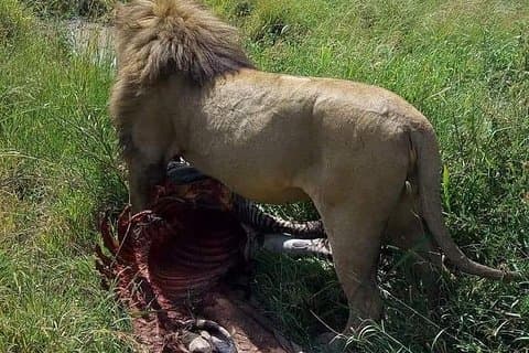 9 dager Budget Lodge Safari Tour