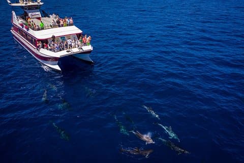 2-Hour Eco Sustainable Dolphin Whale Watching Mini Cruise