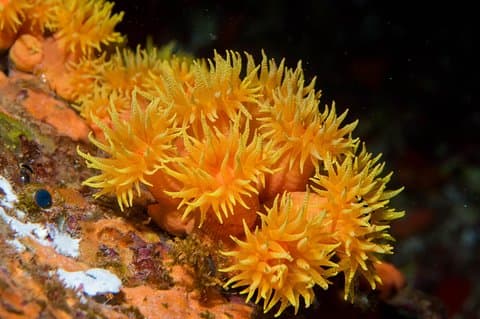 Maui Night Certified Scuba Diving Tour från Lahaina