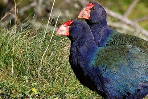 サンクチュアリマウンテン(マウンタオタウタリ山)&ホビトン島オークランドからの日帰り旅行
