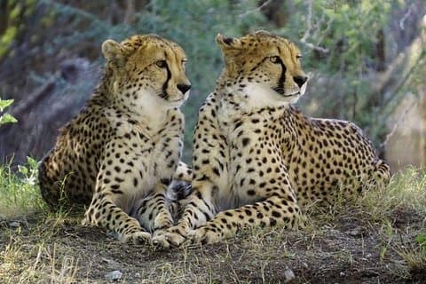 Dagtur: Lake Manyara National Park