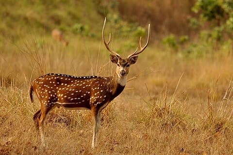 3 dage Koshi Tappu Wildlife Reserve Tour fra Kathmandu