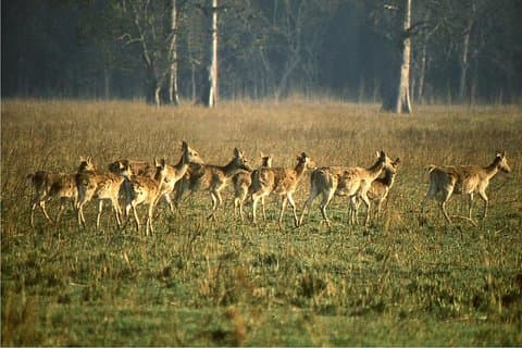 3-dages Chitwan Jungle-udforskningstur fra Pokhara