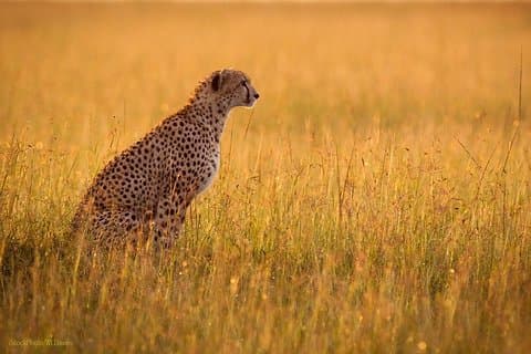 Excursion d'une journée: zone de conservation de Ngorongoro