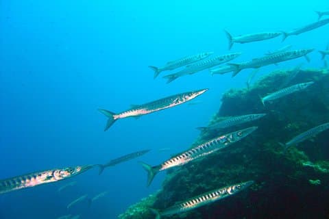 Qualified Diver 1 Tank Dive in Mykonos