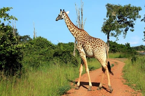 Overland Safari Livingstone to Lusaka via Lower Zambezi National Park - 7 Days.