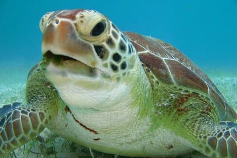 Tulum ruïnes, zwemmen met schildpadden en Cenote uit Cancun