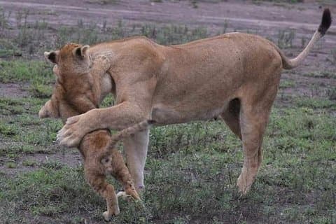 4 - Day Private Lodge Safari Tarangire, Serengeti e Ngorongoro