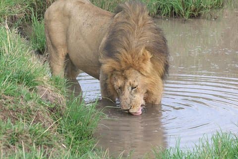 3 jours à Amboseli