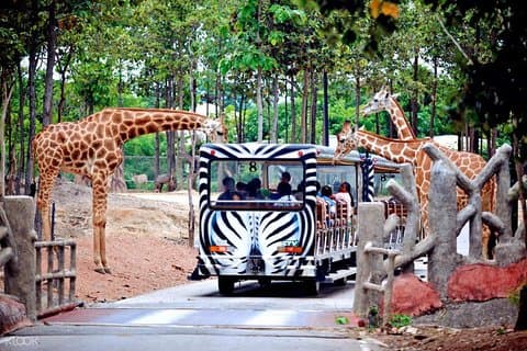 Night Safari - Chiang Mai : Night Tram & Show with Hotel Pickup