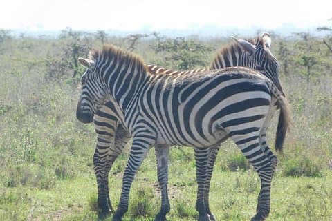 3 Tage Masai Mara Fliegende Safari - Nairobi