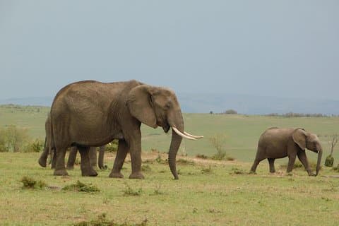 8 días de safari de descubrimiento en Kenia - NAIROBI