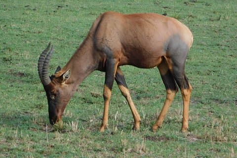 4 jours Amboseli et Tsavo