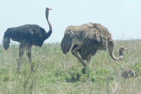 4 giorni regno animale - MOMBASA