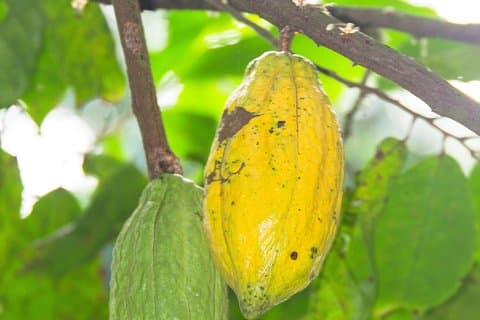 Évadez-vous des villes d'Aburi et des fermes de cacao Tetteh Quarshie dans la ville d'Accra