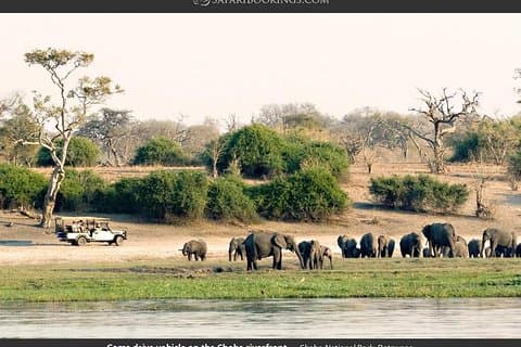 Excursion d'une journée à Chobe