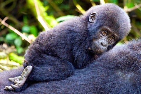 Klassieke beste gorilla-ervaring en noordelijke Tanzania-expeditie