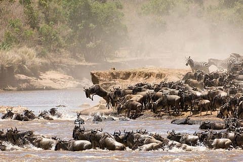 4 Tage Luxus Lodge Safari Tour Tansania