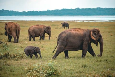 Middagsafari naar Kaudulla National Park