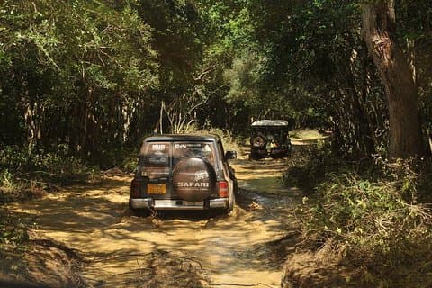 Tarde Safari al Parque Nacional Wilpattu
