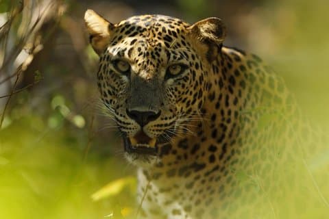 Anuradhapura: Full-Day Wilpattu National Park Private Safari
