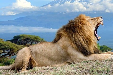 5 jours Maasai mara, lac Nakuru, safari en lodge privé à Samburu