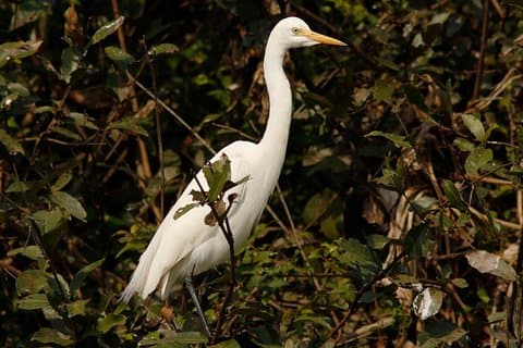 One Day Private Guide Tour to Prek Toal Biosphere - All Inclusive