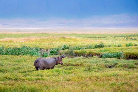 4 Days Tanzania Lodge Safaris
