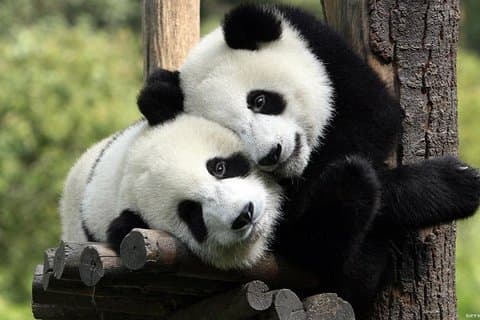Private tour to Chengdu panda base and Giant Buddha in Leshan