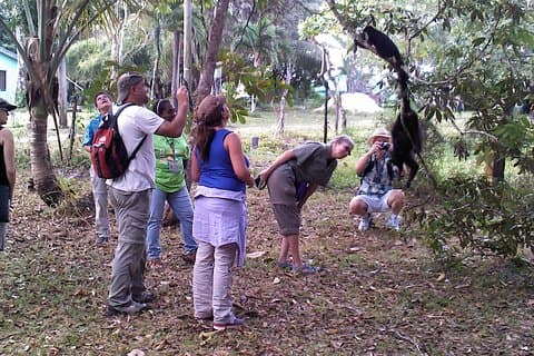 Rumble in the Jungle : De expeditie van de brulapen