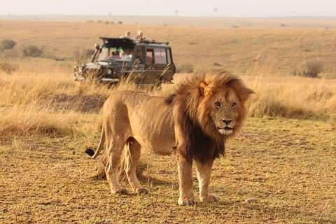 6 dagars Kenya Safari Masai Mara, Nakuru, Amboseli (gruppavgång)