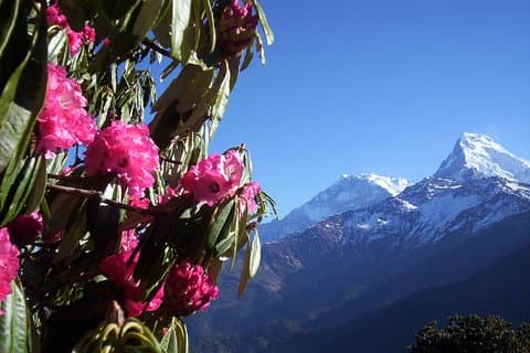 Caminata a Poon Hill