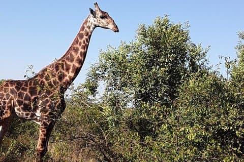 Tala Game reserve. Natal Park and Valley of 1000 hills