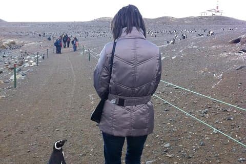 Penguins Reserve at Magdalena in the Strait of Magellan