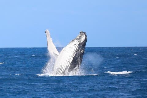 Whale Watching Tour & Fitzroy Island From Cairns