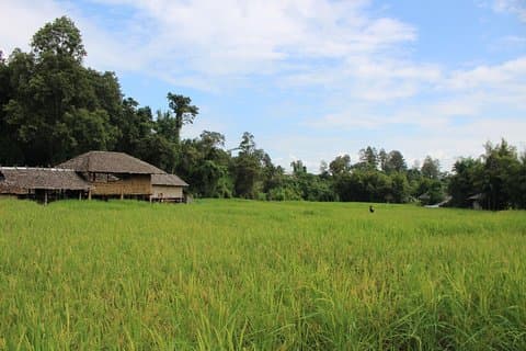 Privat! Morgonalmer & Doi suthep & Wat Umong + Monjam & Hill stam och Royal Project