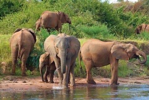 Chobe Full Day Safari Trip-Botswana