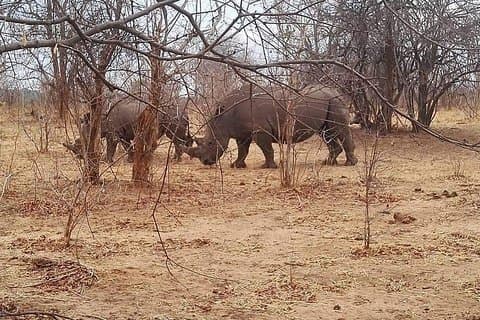 Game Drive and Rhino Walk