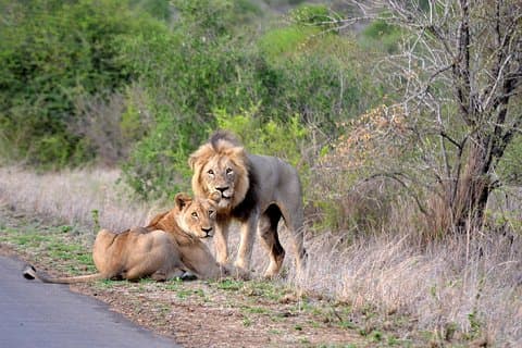 Hluhluwe Big 5 Day Tour från Durban
