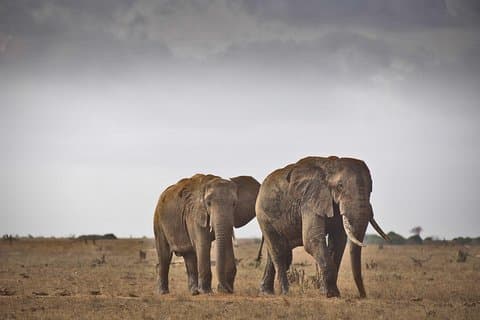 3-tägige Tsavo-Ost-Safari ab Mombasa