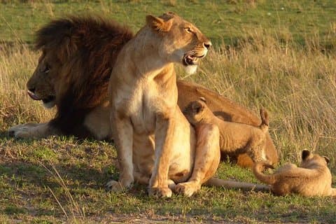 Safari di 2 giorni in Masai Mara
