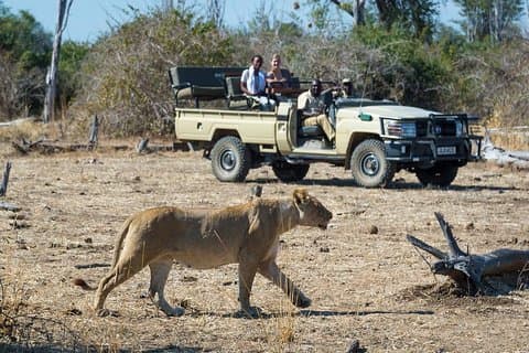 Cascate Vittoria: gita di un giorno al Parco Nazionale Chobe con pranzo (a buffet)