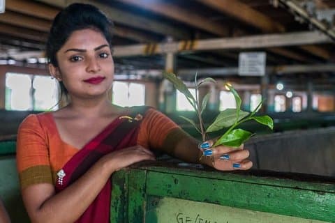 Die Tea Hubs von Sri Lanka