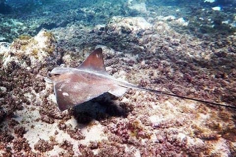 Snorkling på Gran Canaria med hotellhenting